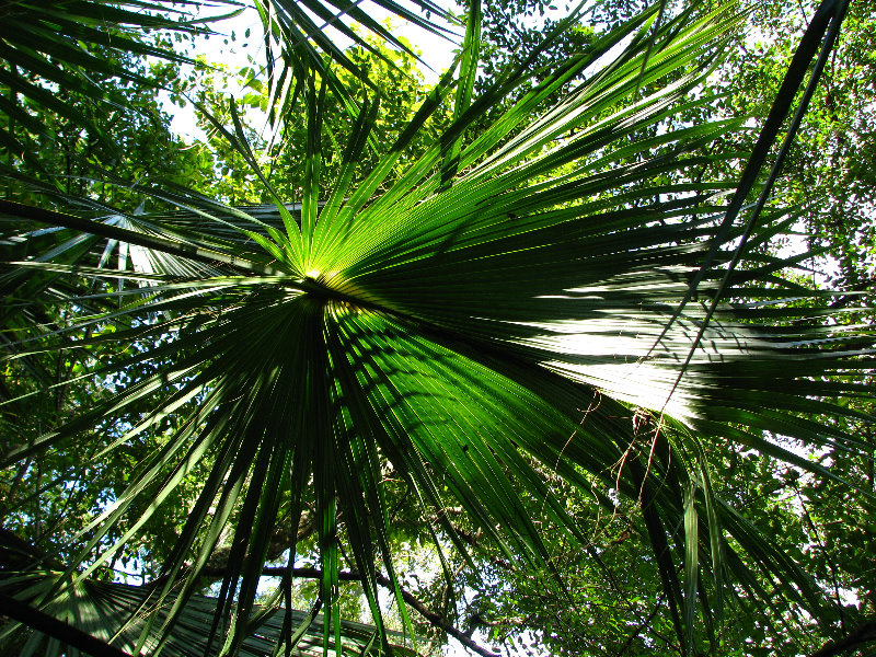 Jay-B-Starkey-Wilderness-Park-Pasco-County-FL-060