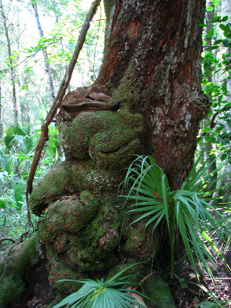 Jay-B-Starkey-Wilderness-Park-Pasco-County-FL-065