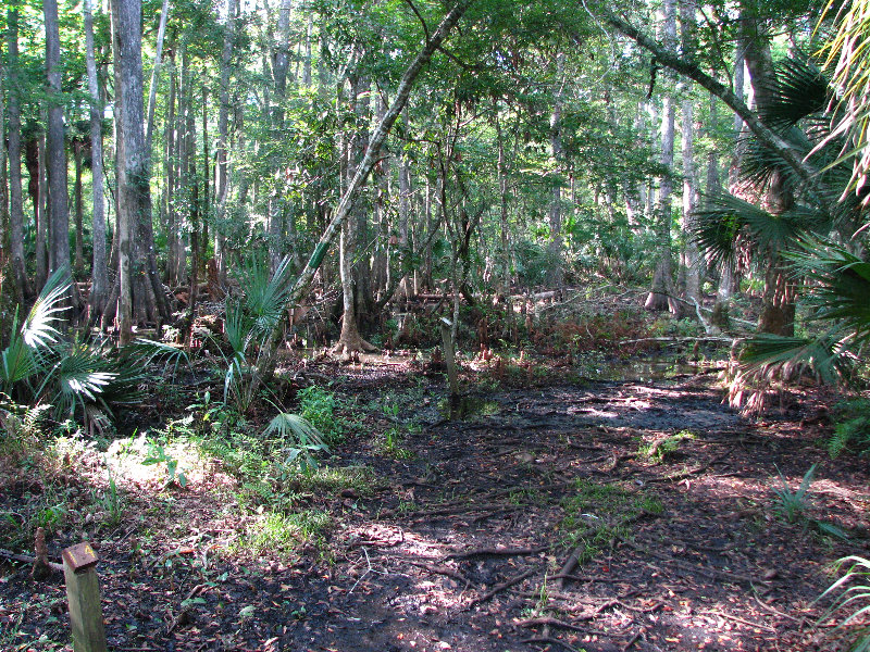 Jay-B-Starkey-Wilderness-Park-Pasco-County-FL-066