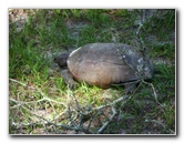 Jay-B-Starkey-Wilderness-Park-Pasco-County-FL-006