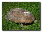 Jay-B-Starkey-Wilderness-Park-Pasco-County-FL-009