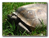 Jay-B-Starkey-Wilderness-Park-Pasco-County-FL-010