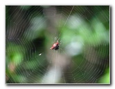 Jay-B-Starkey-Wilderness-Park-Pasco-County-FL-020