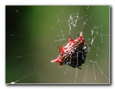 Jay-B-Starkey-Wilderness-Park-Pasco-County-FL-021