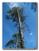 Jay-B-Starkey-Wilderness-Park-Pasco-County-FL-027