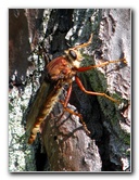 Jay-B-Starkey-Wilderness-Park-Pasco-County-FL-028