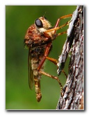 Jay-B-Starkey-Wilderness-Park-Pasco-County-FL-029