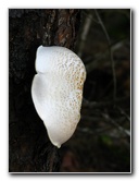 Jay-B-Starkey-Wilderness-Park-Pasco-County-FL-030