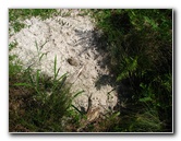 Jay-B-Starkey-Wilderness-Park-Pasco-County-FL-033