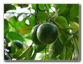 Jay-B-Starkey-Wilderness-Park-Pasco-County-FL-039