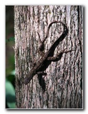 Jay-B-Starkey-Wilderness-Park-Pasco-County-FL-041