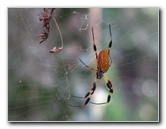 Jay-B-Starkey-Wilderness-Park-Pasco-County-FL-045