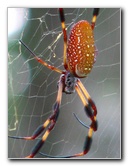 Jay-B-Starkey-Wilderness-Park-Pasco-County-FL-046