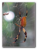 Jay-B-Starkey-Wilderness-Park-Pasco-County-FL-047