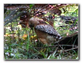 Jay-B-Starkey-Wilderness-Park-Pasco-County-FL-048