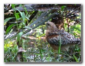 Jay-B-Starkey-Wilderness-Park-Pasco-County-FL-049