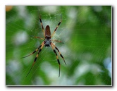 Jay-B-Starkey-Wilderness-Park-Pasco-County-FL-050