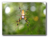 Jay-B-Starkey-Wilderness-Park-Pasco-County-FL-051