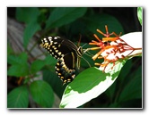 Jay-B-Starkey-Wilderness-Park-Pasco-County-FL-055