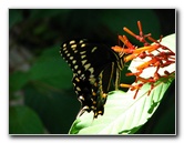 Jay-B-Starkey-Wilderness-Park-Pasco-County-FL-056