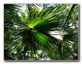 Jay-B-Starkey-Wilderness-Park-Pasco-County-FL-060