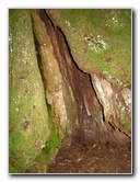 Jay-B-Starkey-Wilderness-Park-Pasco-County-FL-063