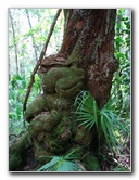 Jay-B-Starkey-Wilderness-Park-Pasco-County-FL-065