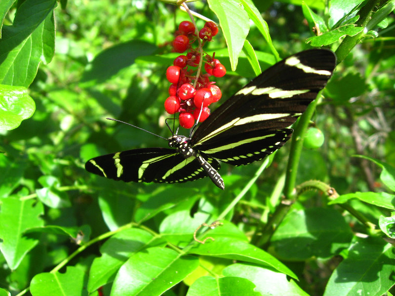 John-D-MacArthur-Beach-State-Park-North-Palm-Beach-FL-056