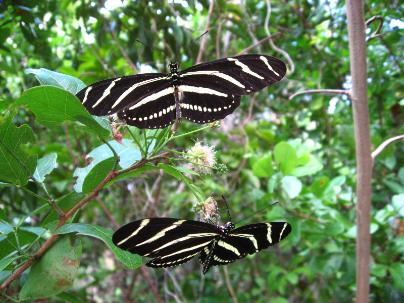 John-D-MacArthur-Beach-State-Park-North-Palm-Beach-FL-060