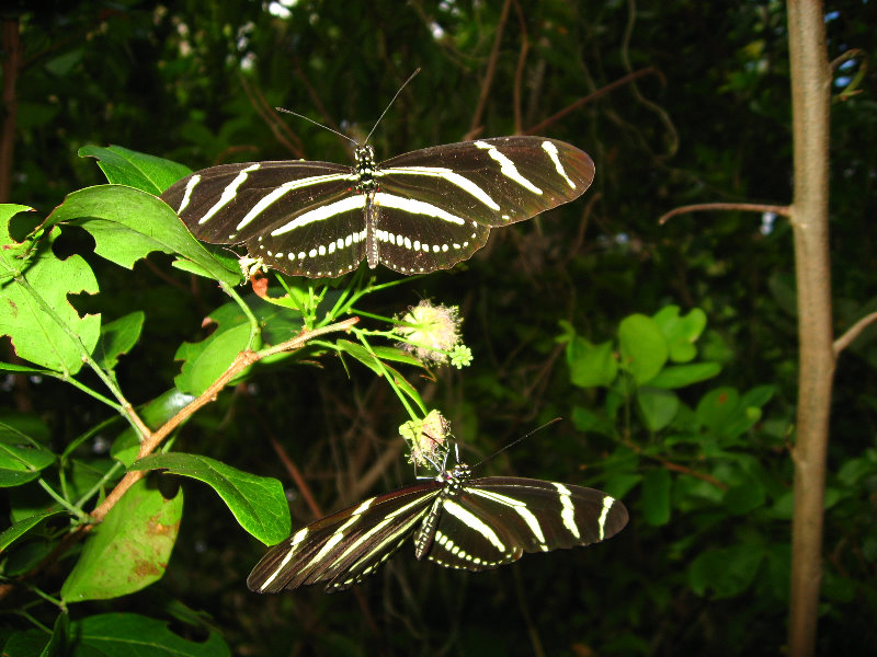 John-D-MacArthur-Beach-State-Park-North-Palm-Beach-FL-061