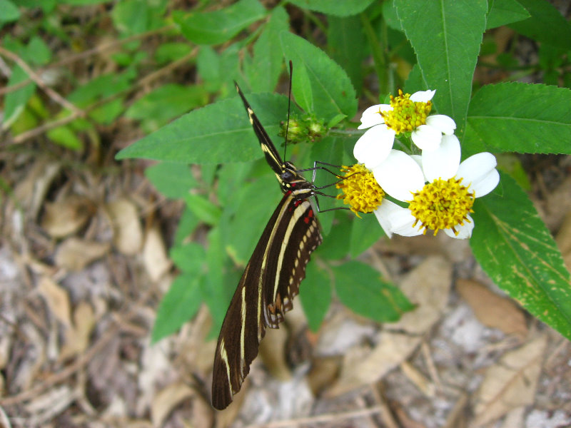 John-D-MacArthur-Beach-State-Park-North-Palm-Beach-FL-069