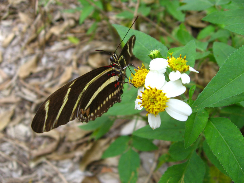 John-D-MacArthur-Beach-State-Park-North-Palm-Beach-FL-070