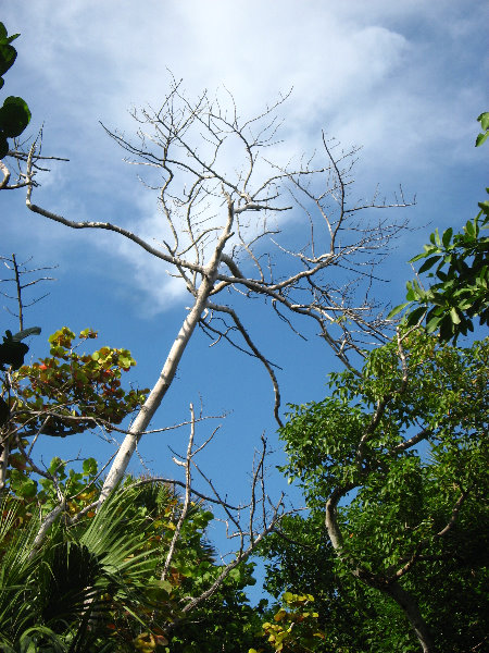 John-D-MacArthur-Beach-State-Park-North-Palm-Beach-FL-074