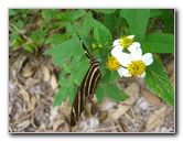 John-D-MacArthur-Beach-State-Park-North-Palm-Beach-FL-069