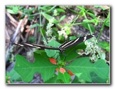 John-D-MacArthur-Beach-State-Park-North-Palm-Beach-FL-077