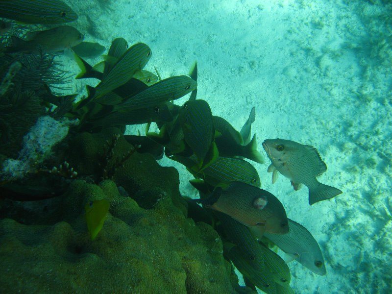 John-Pennekamp-Coral-Reef-Park-Snorkeling-Tour-001