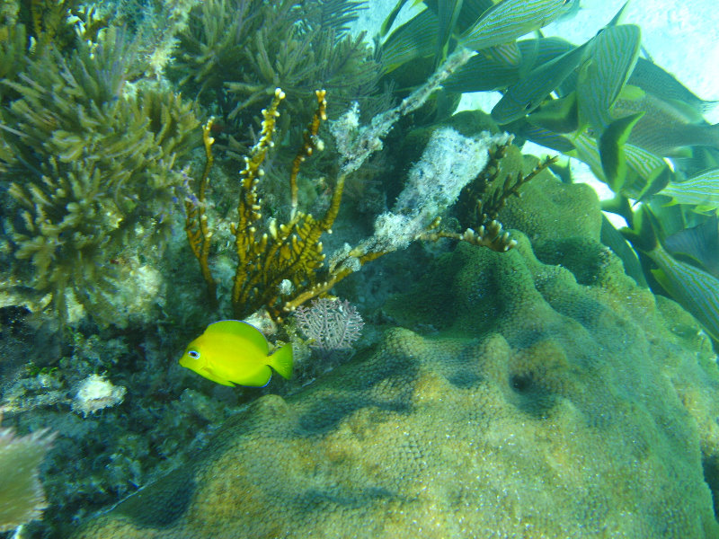 John-Pennekamp-Coral-Reef-Park-Snorkeling-Tour-003