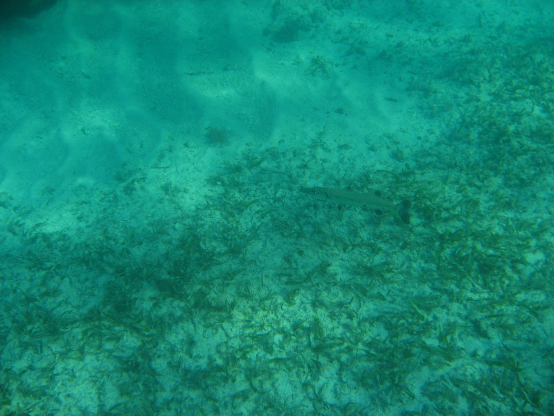 John-Pennekamp-Coral-Reef-Park-Snorkeling-Tour-004