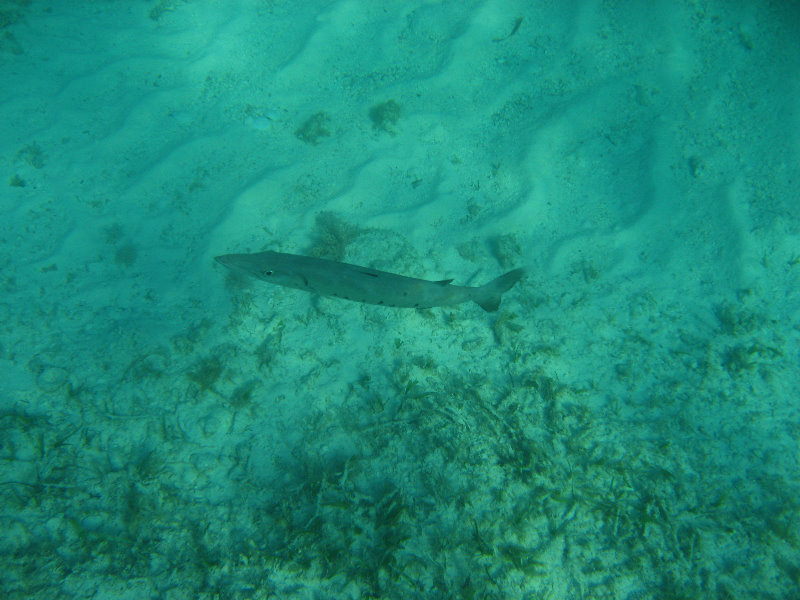 John-Pennekamp-Coral-Reef-Park-Snorkeling-Tour-005