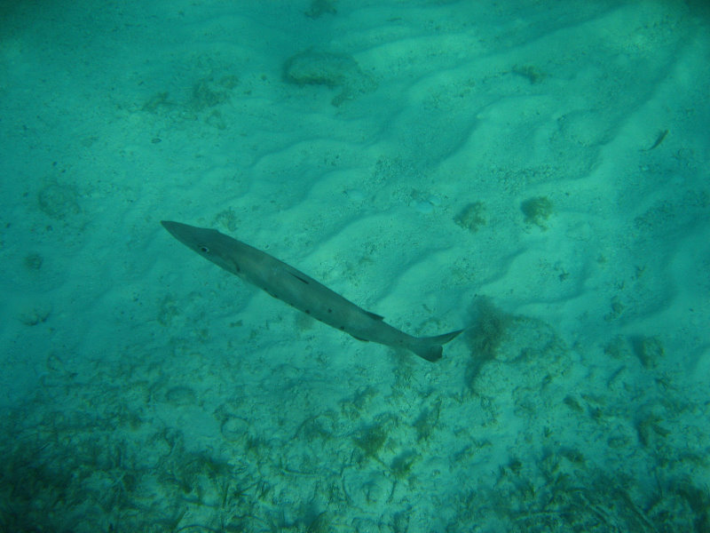 John-Pennekamp-Coral-Reef-Park-Snorkeling-Tour-006