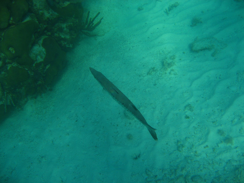 John-Pennekamp-Coral-Reef-Park-Snorkeling-Tour-007