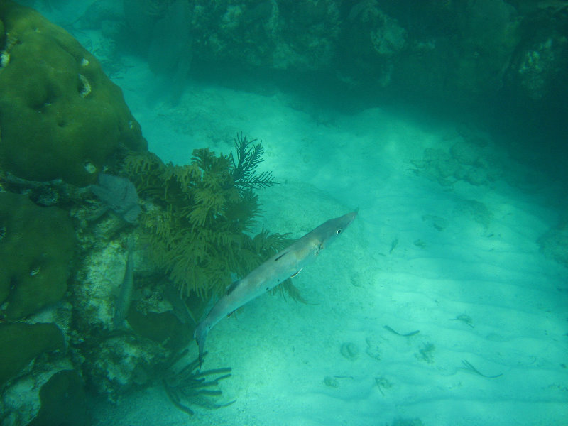 John-Pennekamp-Coral-Reef-Park-Snorkeling-Tour-008