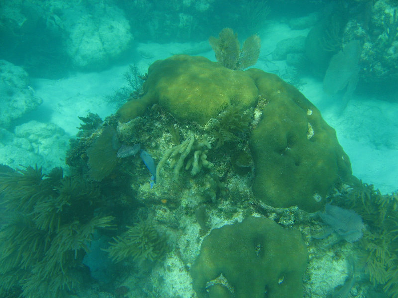 John-Pennekamp-Coral-Reef-Park-Snorkeling-Tour-009