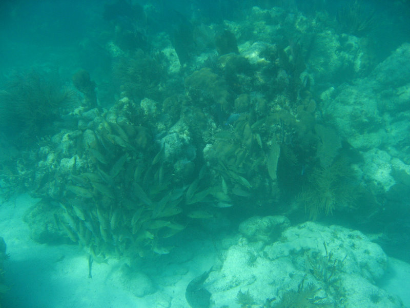 John-Pennekamp-Coral-Reef-Park-Snorkeling-Tour-011