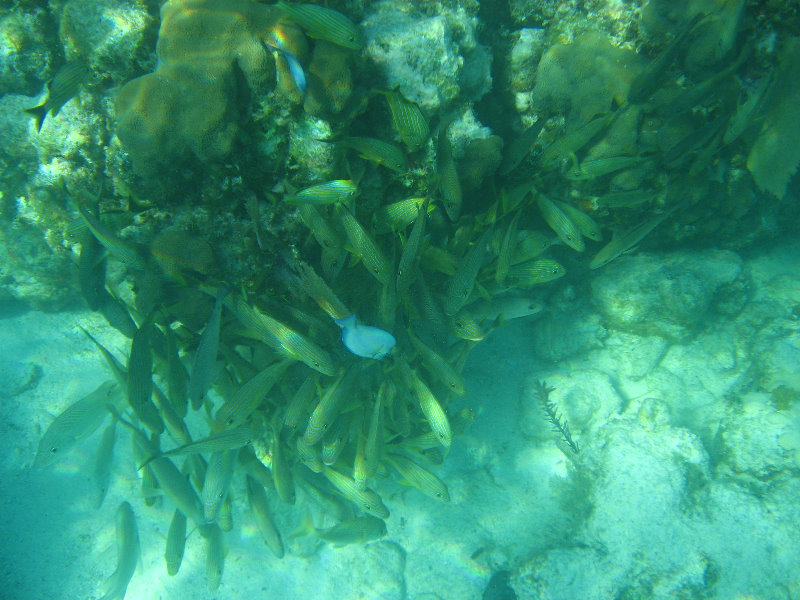 John-Pennekamp-Coral-Reef-Park-Snorkeling-Tour-013