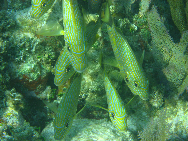 John-Pennekamp-Coral-Reef-Park-Snorkeling-Tour-017