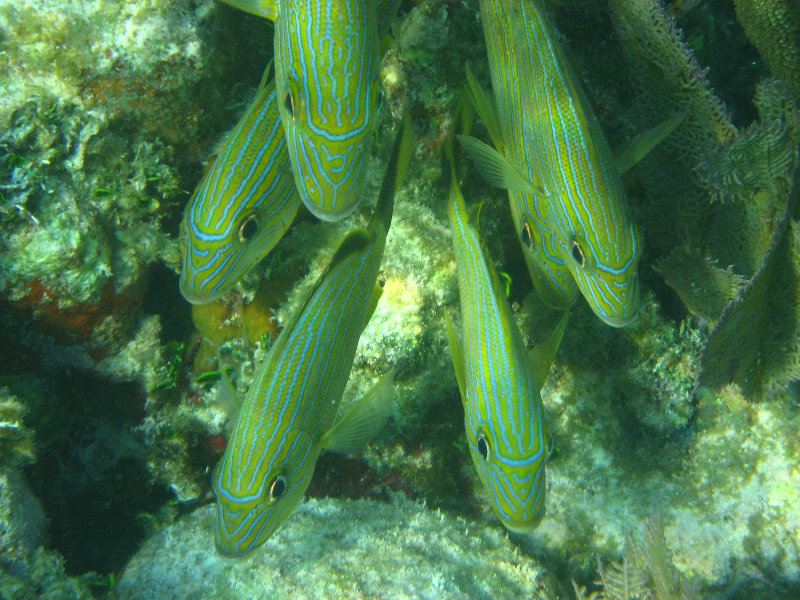 John-Pennekamp-Coral-Reef-Park-Snorkeling-Tour-018