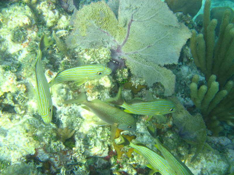 John-Pennekamp-Coral-Reef-Park-Snorkeling-Tour-020