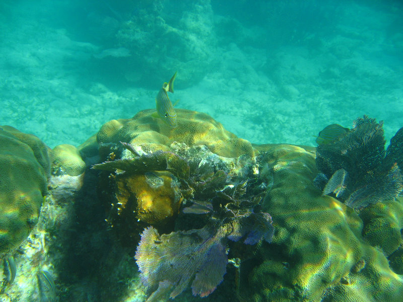 John-Pennekamp-Coral-Reef-Park-Snorkeling-Tour-022