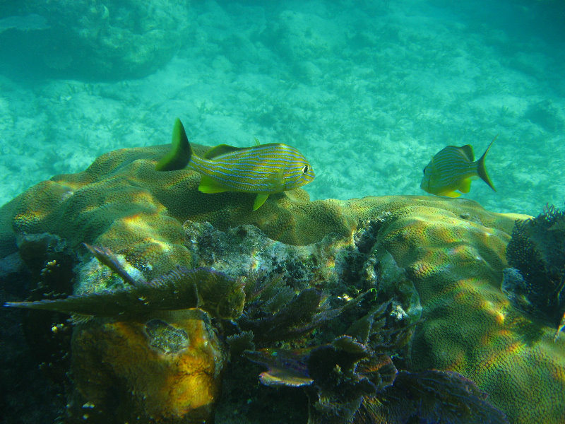 John-Pennekamp-Coral-Reef-Park-Snorkeling-Tour-023